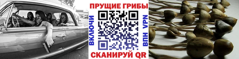 Псилоцибиновые грибы Psilocybine cubensis Ростов-на-Дону