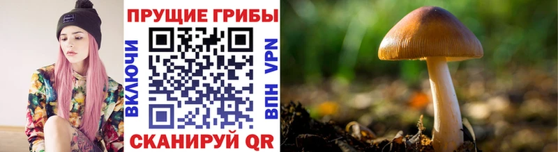 Псилоцибиновые грибы Psilocybine cubensis  Ростов-на-Дону 